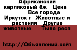 Африканский карликовый ёж › Цена ­ 6 000 - Все города, Иркутск г. Животные и растения » Другие животные   . Тыва респ.